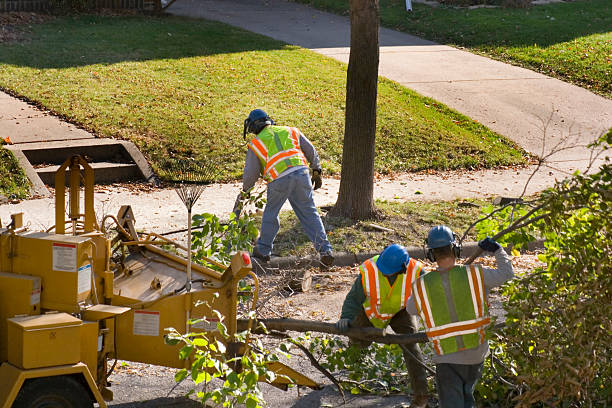 Best Best Tree Removal Services  in Steep Falls, ME